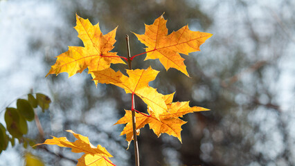 autumn leaves in the wind