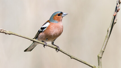 red backed shrike