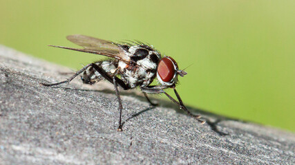 close up of a fly
