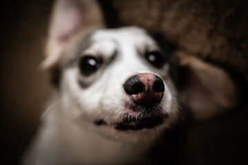 Cute mixed breed dog relaxing on bed with funny nose