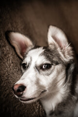 Cute mixed breed dog relaxing on carpet