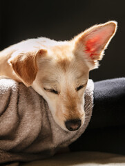 Cute mixed breed dog sleeping on a blanket