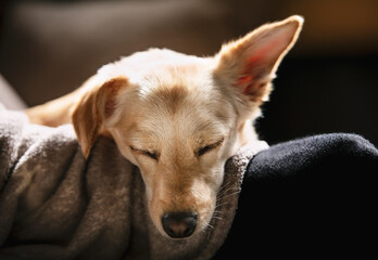 Cute mixed breed dog sleeping on a human foot with blanket