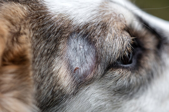 dog has a demodex mite infestation on the head