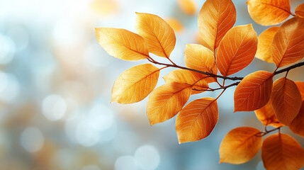 Close-up of vibrant yellow leaves on a tree branch, capturing the warmth of autumn sunlight. The image symbolizes renewal, transformation, and the transient beauty of nature&rsquo;s seasonal cycles