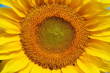 Field of beautiful yellow sunflowers