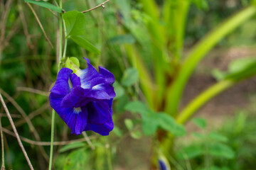Deep Blue Hues of the Thai Butterfly Pea