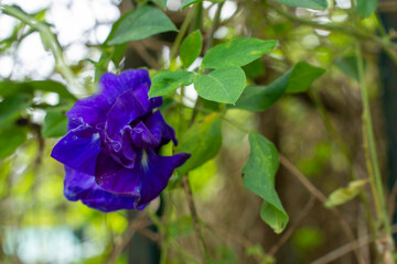 Deep Blue Hues of the Thai Butterfly Pea