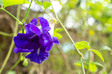 Deep Blue Hues of the Thai Butterfly Pea