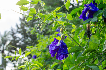 Butterfly Pea Blossom After the Rain