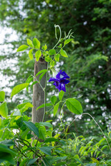 Butterfly Pea Blossom After the Rain