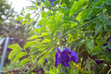 Butterfly Pea Blossom After the Rain