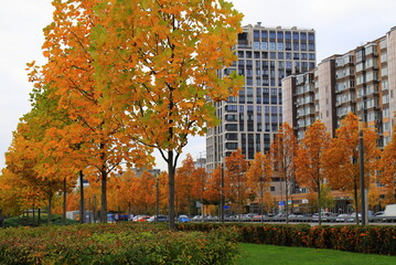 Autumn street with maple trees yellow red leaves, cityscape. Beautiful fall foliage, city Dnipro, Ukraine.