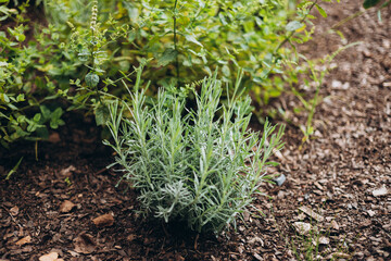 Young lavender branch growing. Lavender bush growing close up. Nature banner