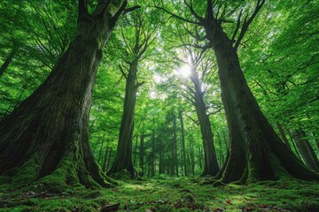 A serene forest scene with tall trees and lush green foliage, illuminated by sunlight filtering through the canopy.