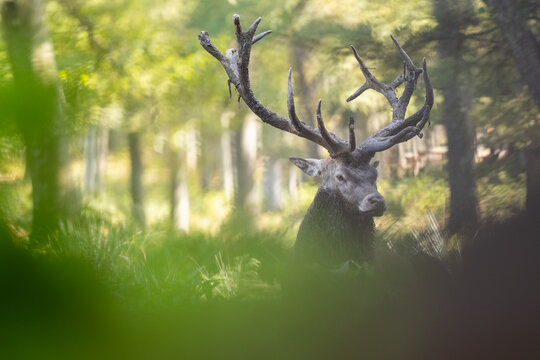Un cerf assis dans une for&ecirc;t &agrave; contre-jour avec une tr&egrave;s belle ramure