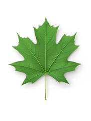 Fototapeta premium Green Maple Leaf isolated on white background