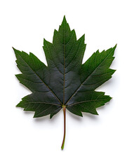 Green Maple Leaf  isolated on white background