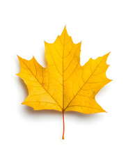 Fototapeta premium Yellow Maple Leaf isolated on white background