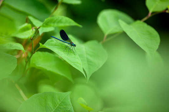 A delicate blue dragonfly rests on a vibrant green leaf, blending harmoniously with the lush foliage in a peaceful natural setting. 