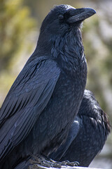 Obraz premium Raven on perch