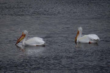 White pelican pair