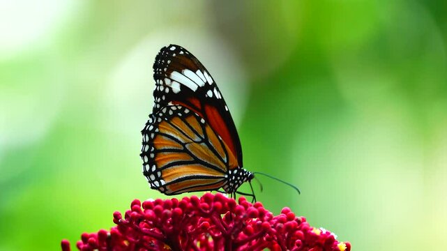 Thai butterfly in garden garden summer flower and butterfly flower butterfly flower butterfly