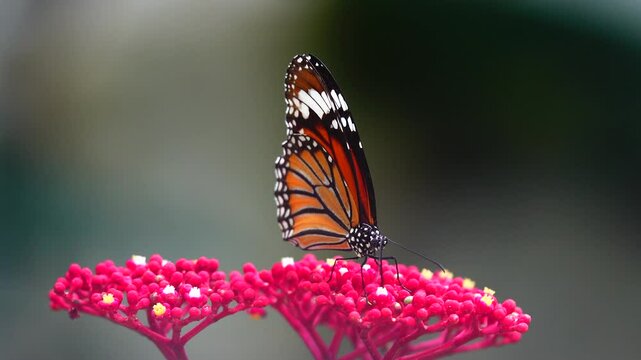 Thai butterfly in garden garden summer flower and butterfly flower butterfly flower butterfly