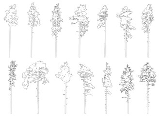 Contour of tall coniferous trees, set of beautiful pine trees. Vector illustration.