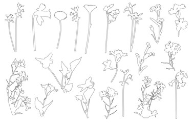 Contour of different flowers (daffodil, daisy and etc.), different wild plants. Set, vector illustration