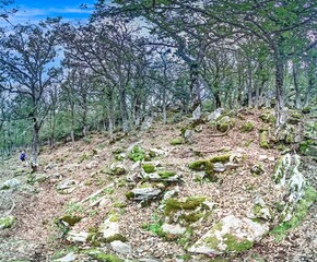 Dense forest along a mountain trail in the Corsican mountains with rocks and trees creating a rugged landscape