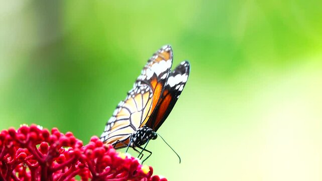 Thai butterfly in garden garden summer flower and butterfly flower butterfly flower butterfly