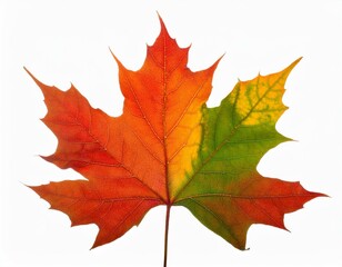 Fototapeta premium colorful maple leaves isolated