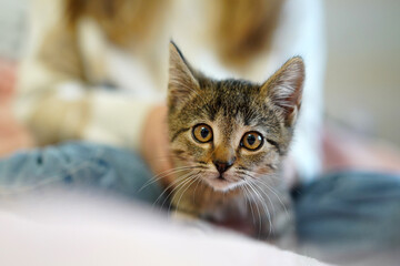 Gray cute kitten with big eyes in the room