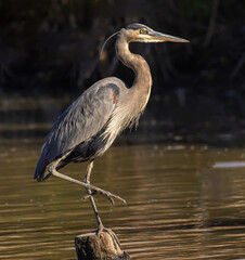Great Blue Heron In The Water
