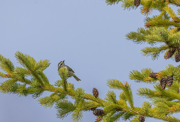 Ruby-Crowned Kinglet In Pine Tree