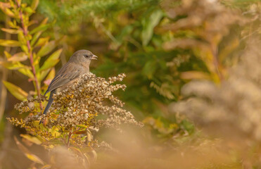 A Junco Looking For Seeds