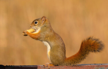 Red Squirrel With Peanut