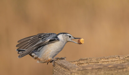 Nuthatch At The Feeder