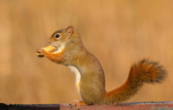 Red Squirrel With Peanut