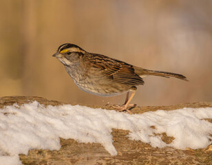 White Throated Sparrow In The Woods