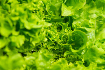 Fresh green lettuce leaves and color up background texture
