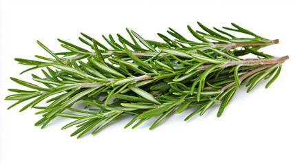 Fototapeta premium Fresh green rosemary sprigs isolated on white background..