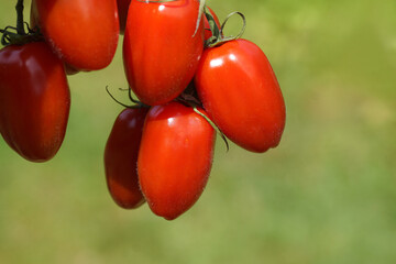 Close up of red vine tomatoes called mini san marzano tomatoes. Green background of a dutch garden