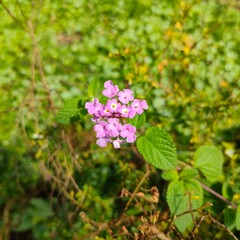 a cluster of vibrant pink Lantana flowers in full bloom. The delicate petals and bright yellow centers create a visually appealing and cheerful scene.