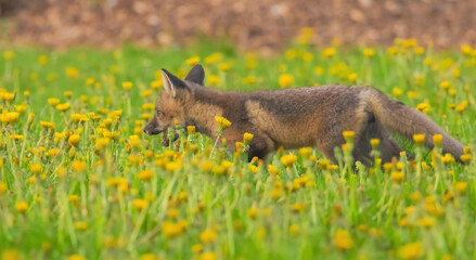 Fox Pup In Danndelions