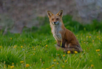 Fox Sitting In Danndelions