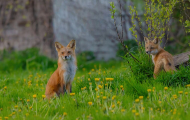 Fox Pup Looking At Papa Fox