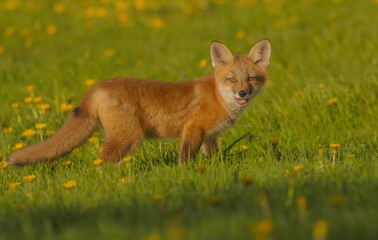 Fox Pup In Field Of Dandelions Standing And Looking