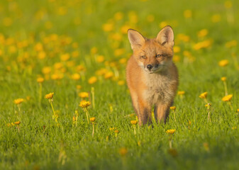 Fototapeta premium Fox Pup In Field Of Dandelions